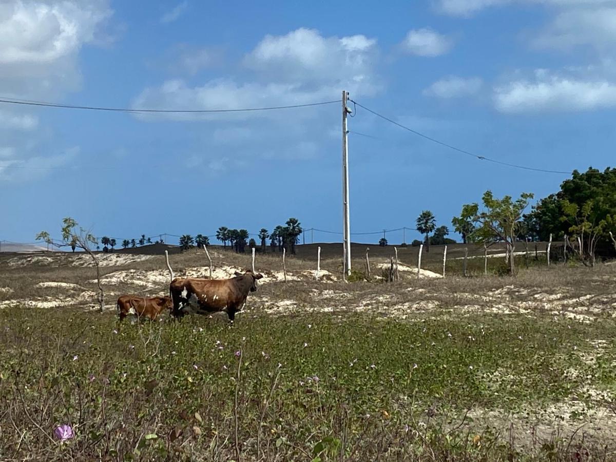 Cabanadu Prea Kite المظهر الخارجي الصورة